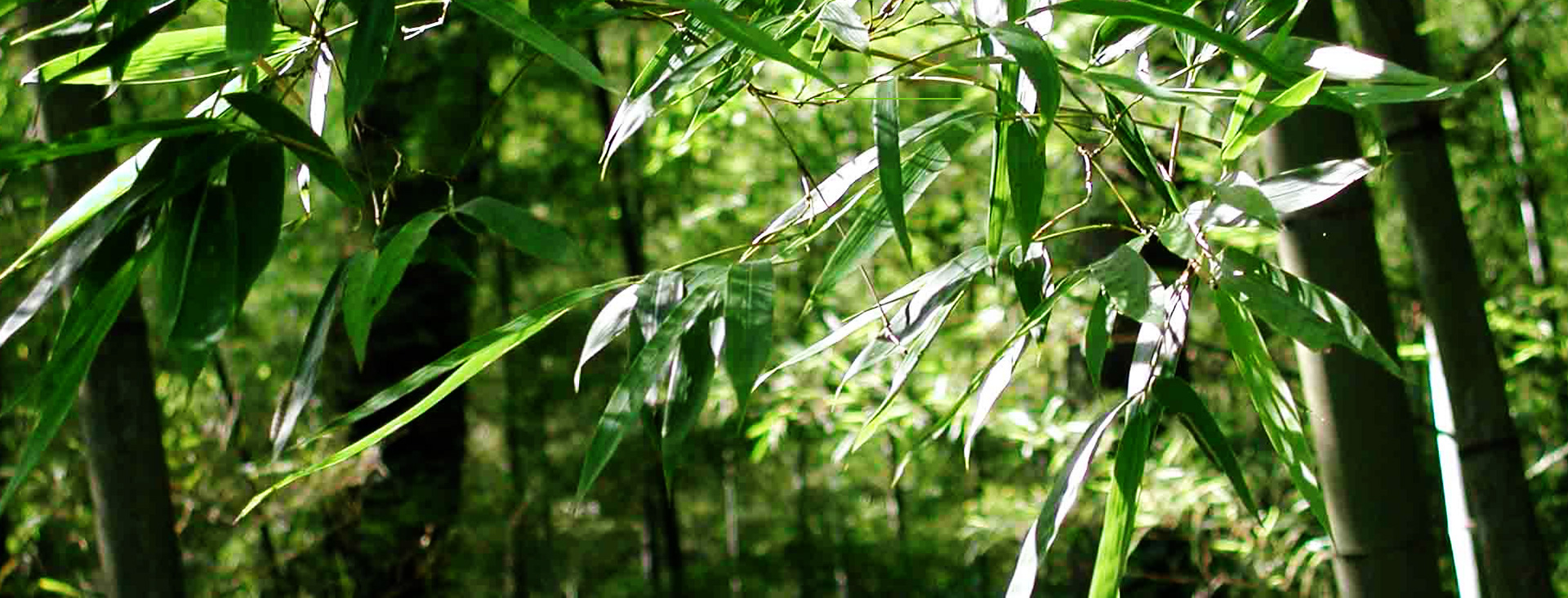 發(fā)現(xiàn)和恩竹刨切板，竹多層板，竹家具板，竹集成材及更多